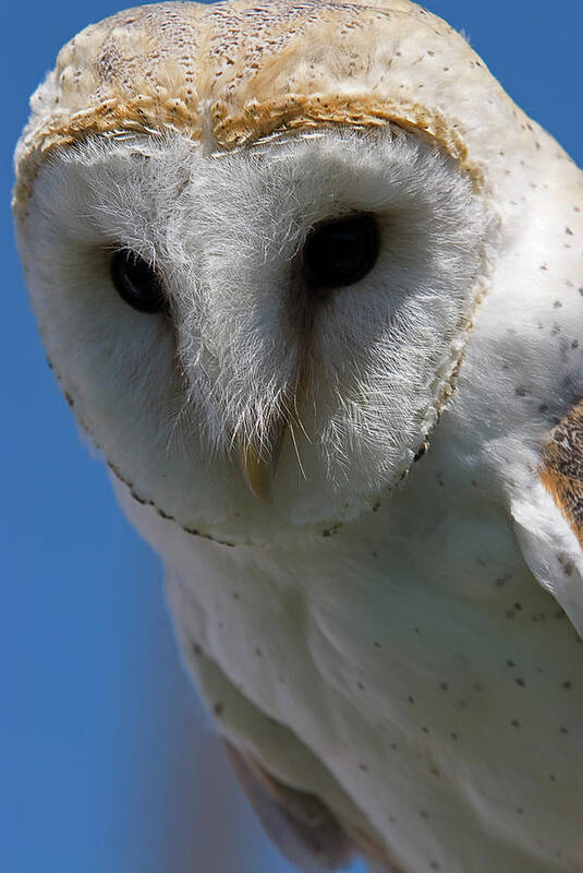 Owl Poster featuring the photograph European Barn Owl by JT Lewis
