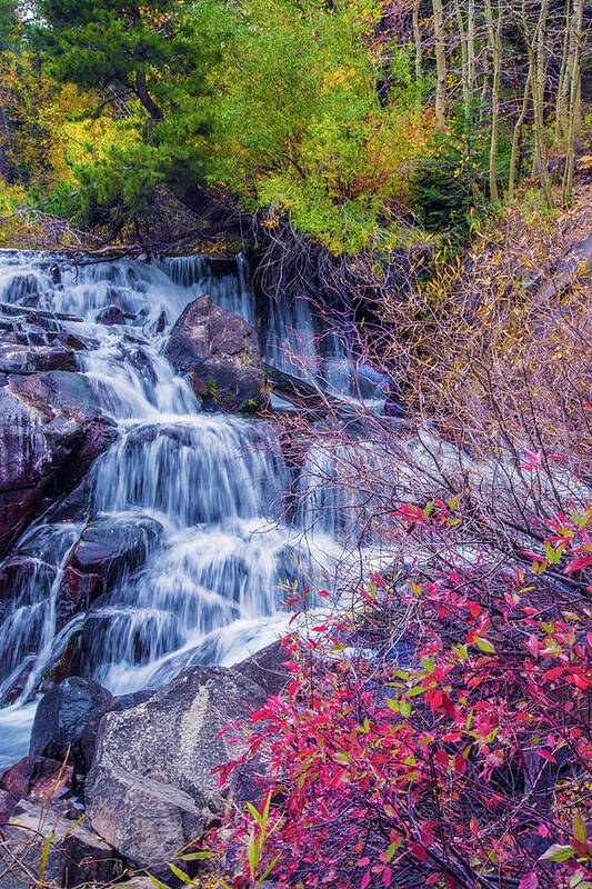 High Sierras Poster featuring the photograph Fall Colors Along Tioga Creek by Lynn Bauer