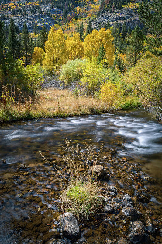 Sierra Nevada Poster featuring the photograph Fall Colors at South Fork Bishop Creek by Alexander Kunz