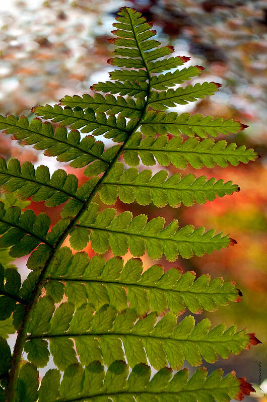 Fern Poster featuring the photograph Fall Fern by Gwyn Newcombe