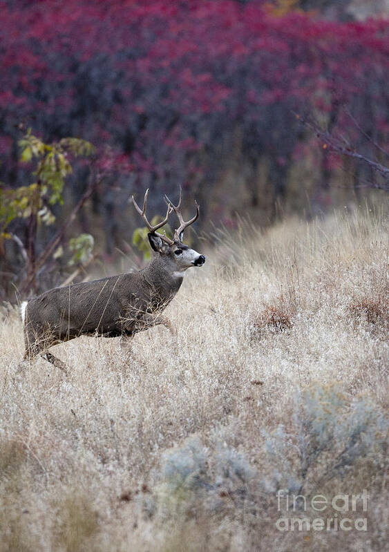 Deer Poster featuring the photograph Fall Travel by Douglas Kikendall