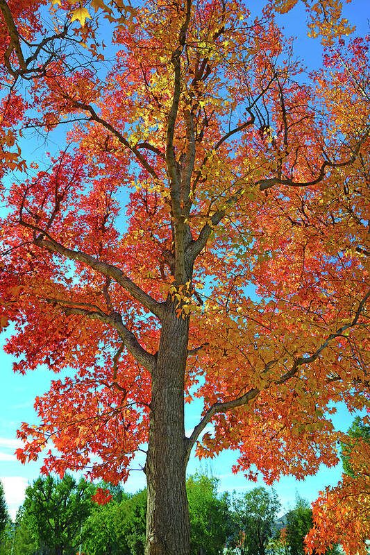 Fall Colors Poster featuring the photograph Fall's Farewell by Lynn Bauer