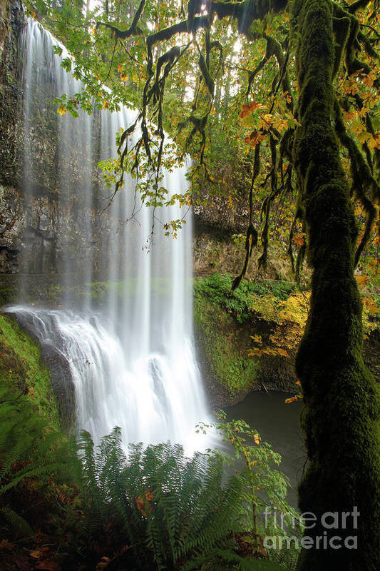 Silver Falls State Park Poster featuring the photograph Falls Though The Trees by Adam Jewell