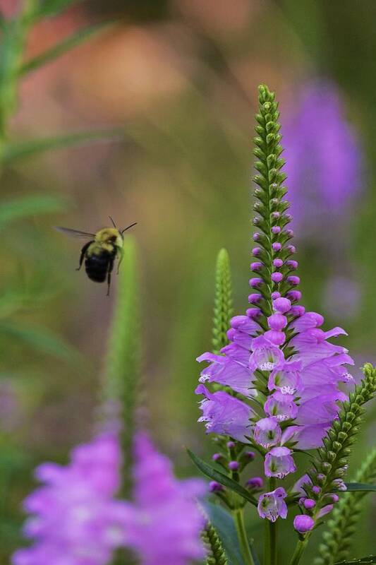 Bombus Poster featuring the photograph False dragonhead and bumblebee in flight by Todd Bannor