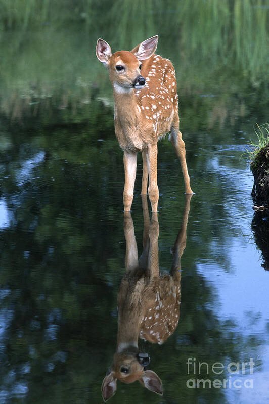 Deer Poster featuring the photograph Fawn Reflection by Sandra Bronstein