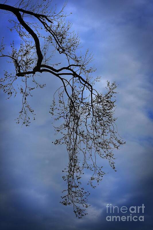 Nature Poster featuring the photograph Filigree From On High by Skip Willits