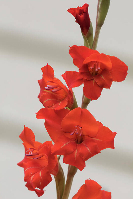 Flower Poster featuring the photograph Fire Red Gladiolas by Angie Vogel