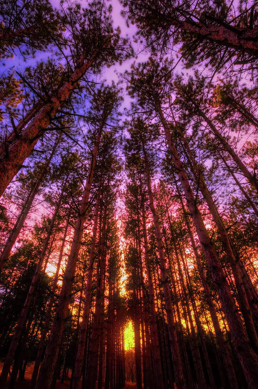Wisconsin Landscape Poster featuring the photograph Fire Sky - Sunset at Retzer Nature Center - Waukesha Wisconsin by Jennifer Rondinelli Reilly - Fine Art Photography