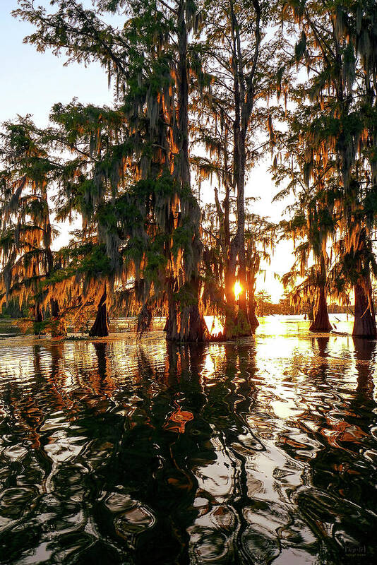 Swamp Poster featuring the photograph Fire Swamp by Kipleigh Brown