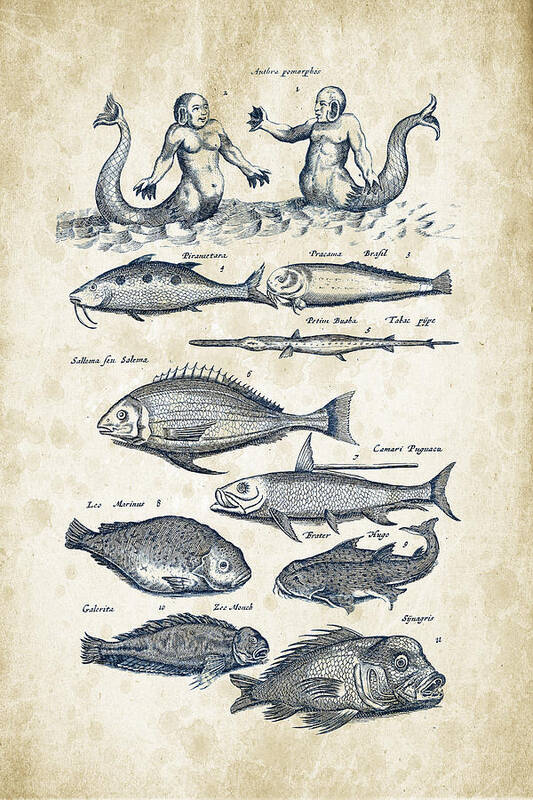 Fish Species and creatures Historiae Naturalis 08 - 1657 - 40