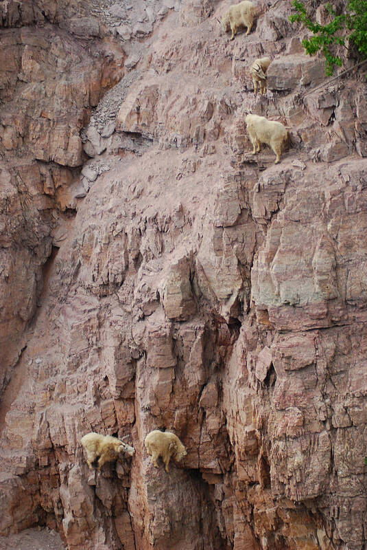 Goats Poster featuring the photograph Five Goats Climbing by Wanda Jesfield