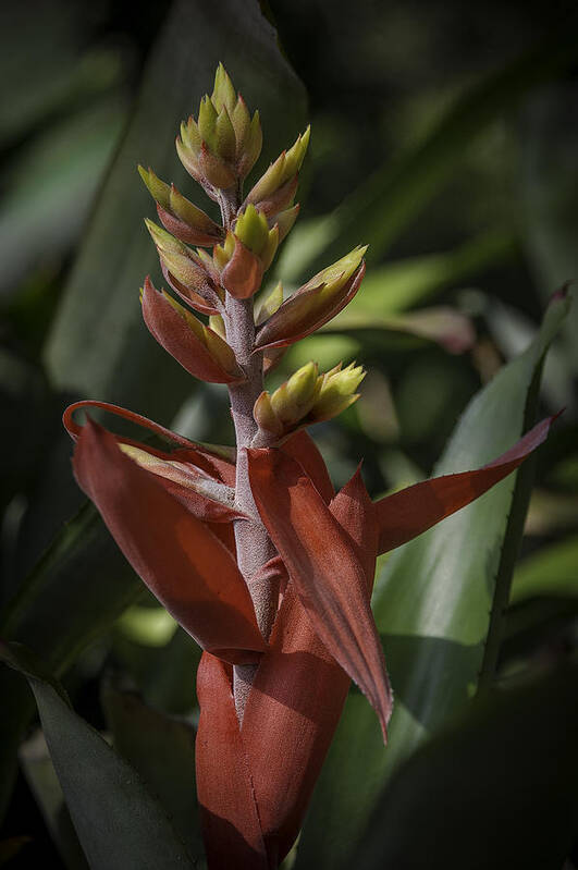 Bromeliad Poster featuring the photograph Flame of the Jungle by Scott Mullin