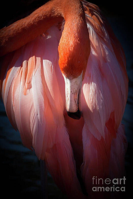 Dramatic Lighting Poster featuring the photograph Flamingo Stillness by Liesl Walsh