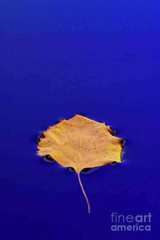 Floating Poster featuring the photograph Floating Leaf 3 - Birch by Dean Birinyi