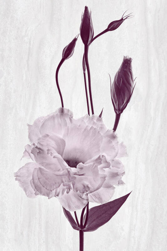 Lisianthus Flowers Poster featuring the photograph Flounce by Leda Robertson