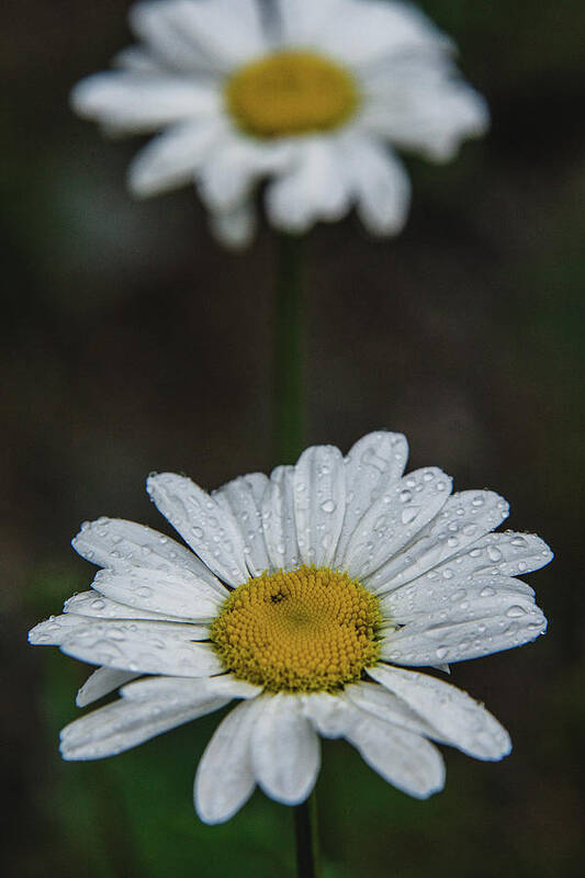 Nature Poster featuring the photograph Flower 2 by Mati Krimerman