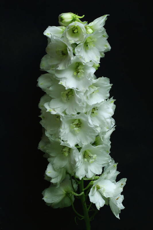 Flower Delphinium White Green Black Background Plant Bloom Larkspur Single Stem Perennial Sepals Petals Horticulture Poster featuring the photograph Flower Delphinium by Jeff Townsend