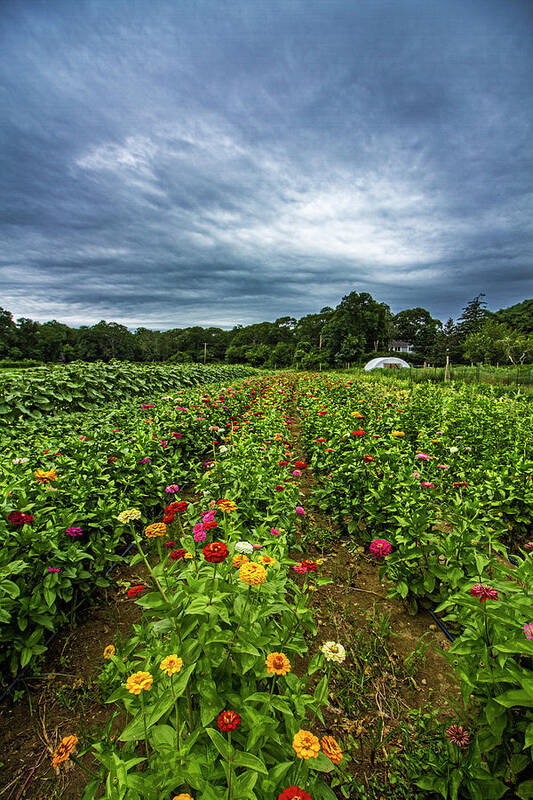 Bloom Poster featuring the photograph Flower Field at North Sea Farms by Robert Seifert