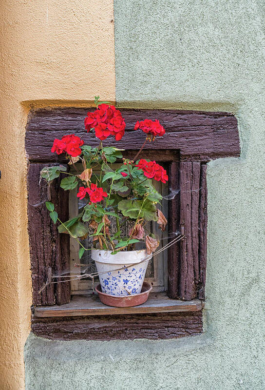 Still Life Poster featuring the photograph Flower Still Life by Alan Toepfer