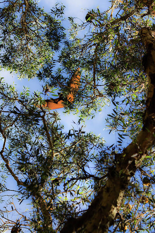 Grey Headed Poster featuring the photograph Flying Fox Is Flying by Miroslava Jurcik