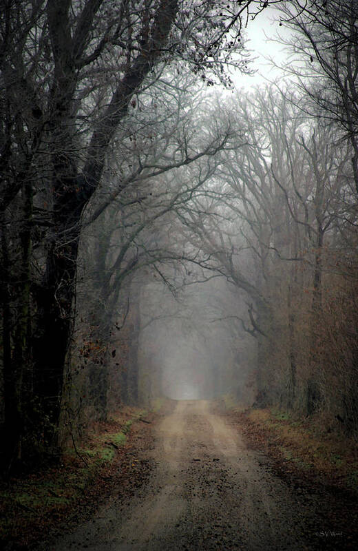 Fog Poster featuring the photograph Fog Shrouded Lane 7861 DP_2 by Steven Ward