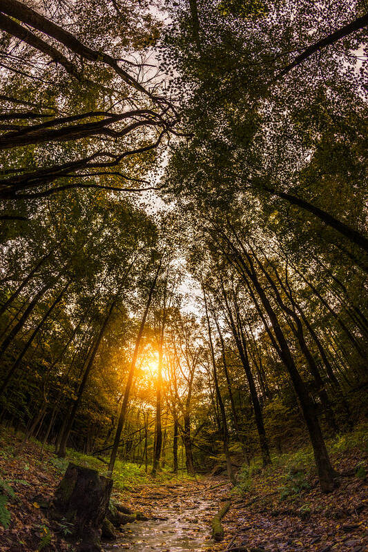 Landscape Poster featuring the photograph Forest Creek Below Tall Trees by Chris Bordeleau