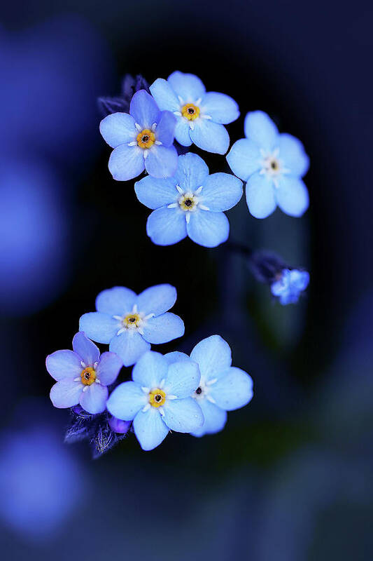 Flowers Poster featuring the photograph Forget Me Not by Vanessa Thomas