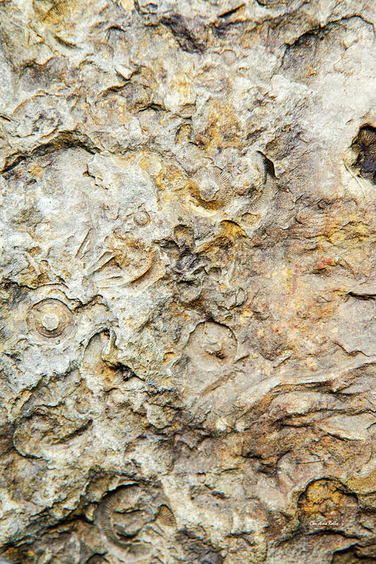 Fossils Poster featuring the photograph Fossil Rock by Christina Rollo