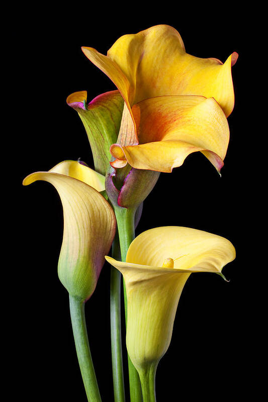 Calla Lily Poster featuring the photograph Four calla lilies by Garry Gay