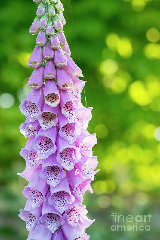 Foxglove Poster featuring the photograph Foxglove Light by Tim Gainey