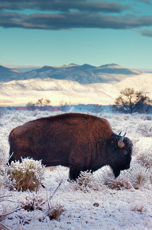Bison Poster featuring the photograph Free To Roam by John De Bord