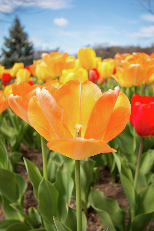 Tulips Tulip Outside Outdoors Botany Botanic Botanical Flowers Plants Garden Gardening Ma Mass Massachusetts Sky Brian Hale Brianhalephoto New England Newengland Poster featuring the photograph Front of the Tulips by Brian Hale