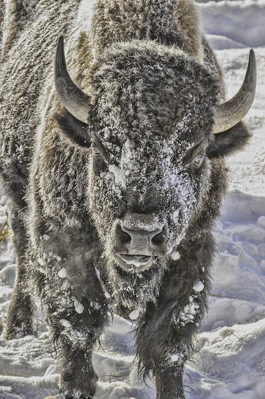 Bison Poster featuring the photograph Frosty Bison by Mark Harrington