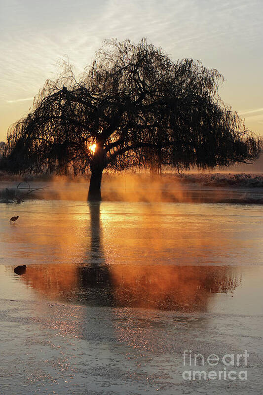 Frosty Sunrise Reflection Tree Lake Poster featuring the photograph Frosty sunrise reflection by Julia Gavin