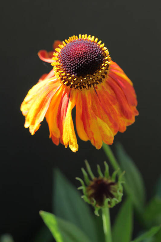 Gaillardia Poster featuring the photograph Gaillardia Rocket by Tammy Pool