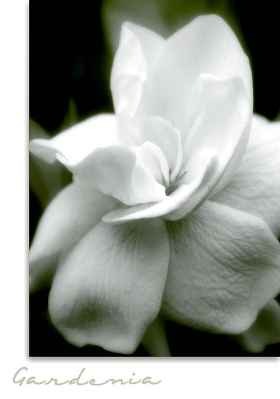 Flower Poster featuring the photograph Gardenia by Holly Kempe