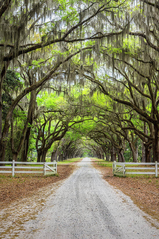 Art Poster featuring the photograph Gated Wormsloe Plantation by Jon Glaser
