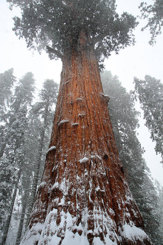 Sequoia Poster featuring the photograph General Sherman is the biggest tree in the world by Pierre Leclerc Photography
