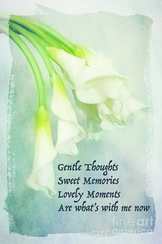 Calla Poster featuring the photograph Gentle Thoughts by Marilyn Cornwell