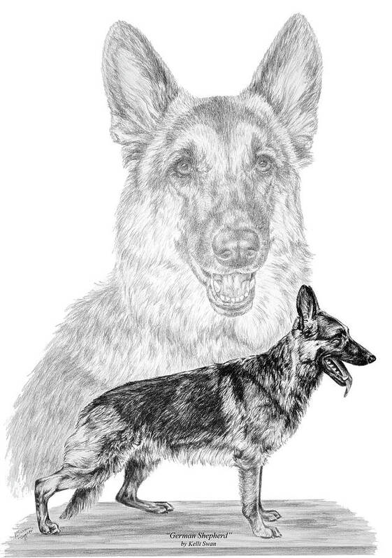 German Poster featuring the drawing German Shepherd Dogs Print by Kelli Swan