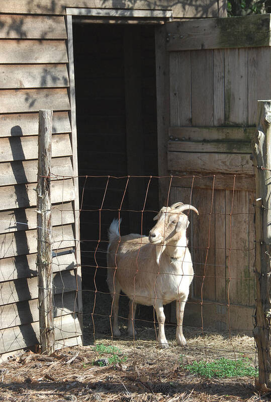 Domestic Goat Poster featuring the photograph Get Your Goat by Alan Lenk