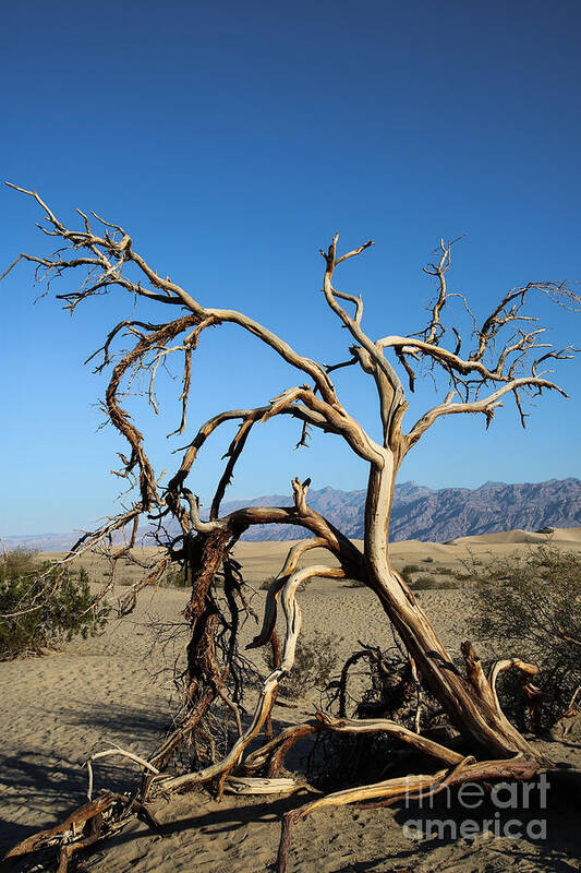 Mesquite Dunes Poster featuring the photograph Ghost Tree by Suzanne Luft