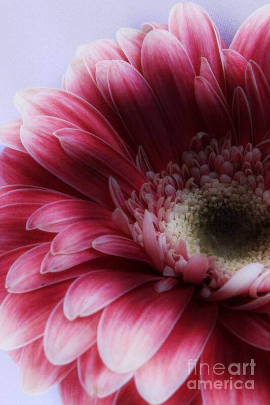 Gerbera Poster featuring the photograph Ghostly Gerbera by Clare Bevan