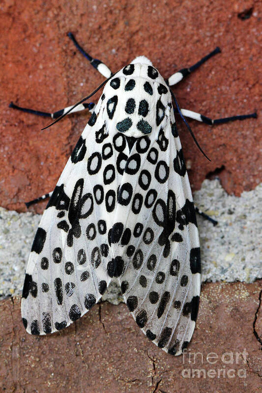 Giant Leopard Moth Poster featuring the photograph Giant Leopard Moth by Karen Adams