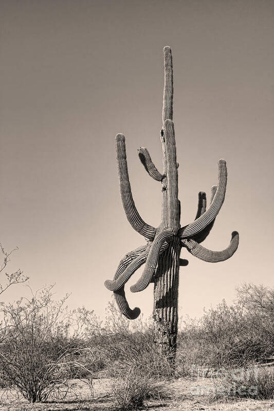 Saguaro Poster featuring the photograph Giant Saguaro Cactus Sepia Image by James BO Insogna