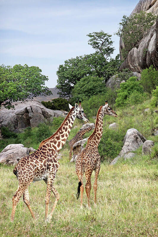 African Landscape Poster featuring the photograph Giraffe Family in Africa by Gill Billington