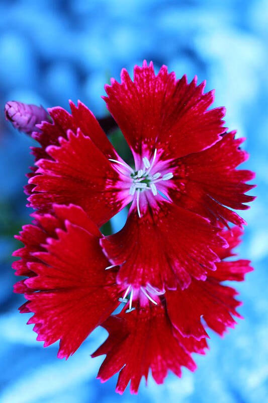 Dianthus Poster featuring the photograph Glowing Edges Dianthus by Tammy Pool