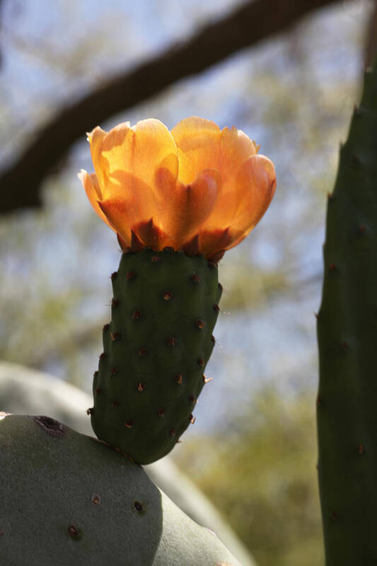 Orange Poster featuring the photograph Glowing Prickly Pear Cactus by Tammy Pool