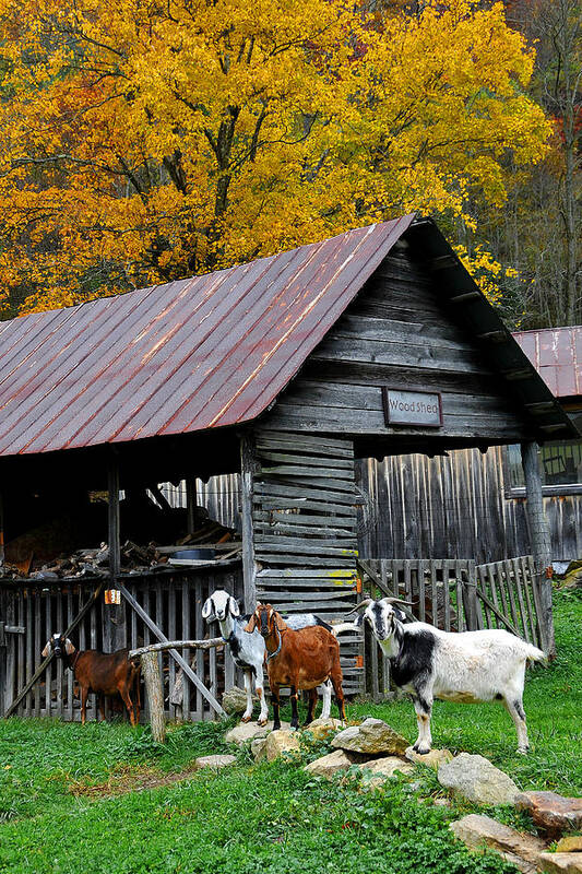 Farm Poster featuring the photograph Goats at Rose Briar Farm by Alan Lenk
