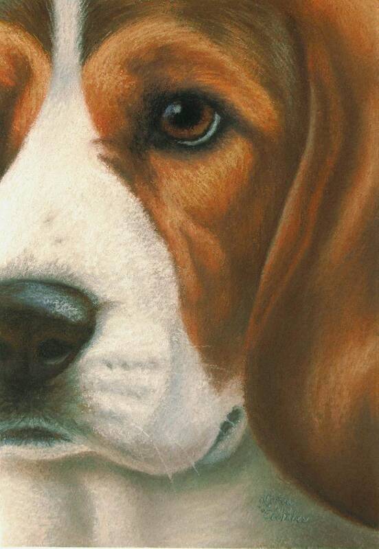 Dog Poster featuring the pastel Goggie Beagle by Karen Coombes